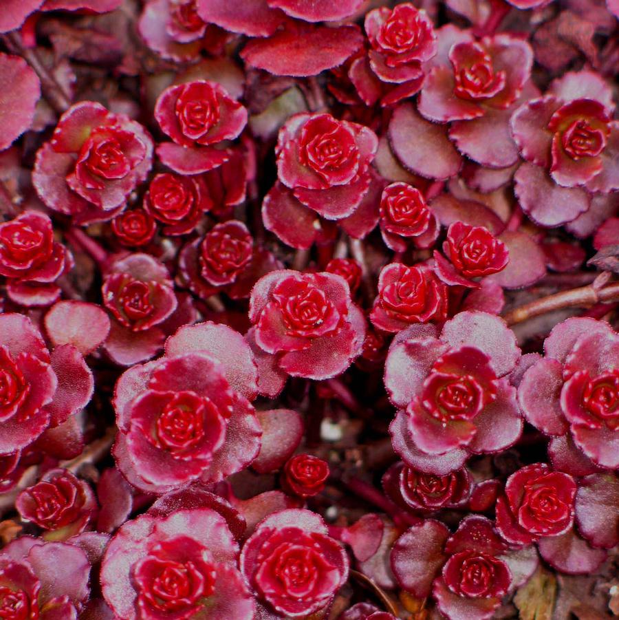 Sedum spurium Dragon's Blood