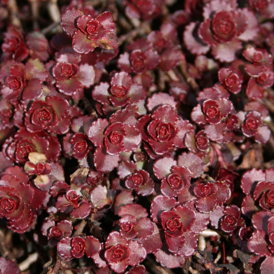 Sedum spurium Fuldaglut