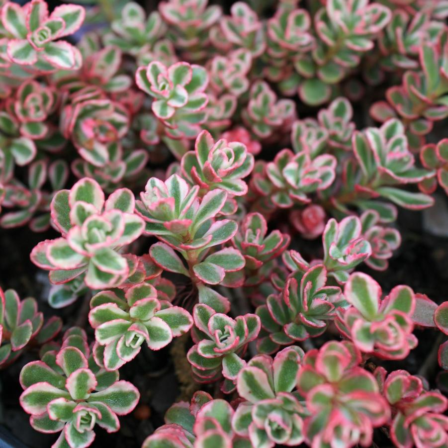 Sedum spurium Tricolor