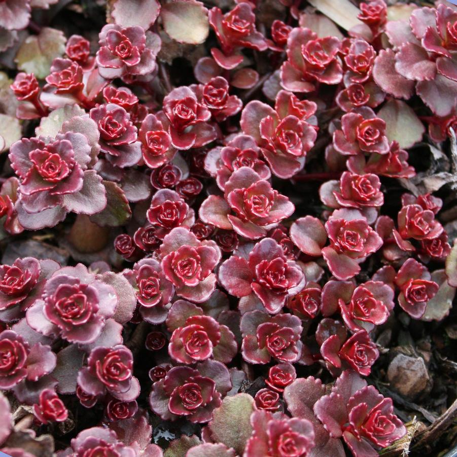 Sedum spurium Voodoo