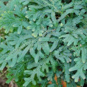 Selaginella uncinata 