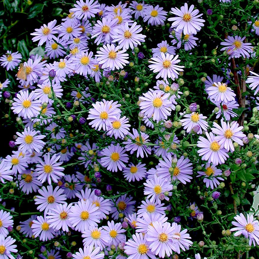 Aster (Symphyotrichum) laevis Bluebird