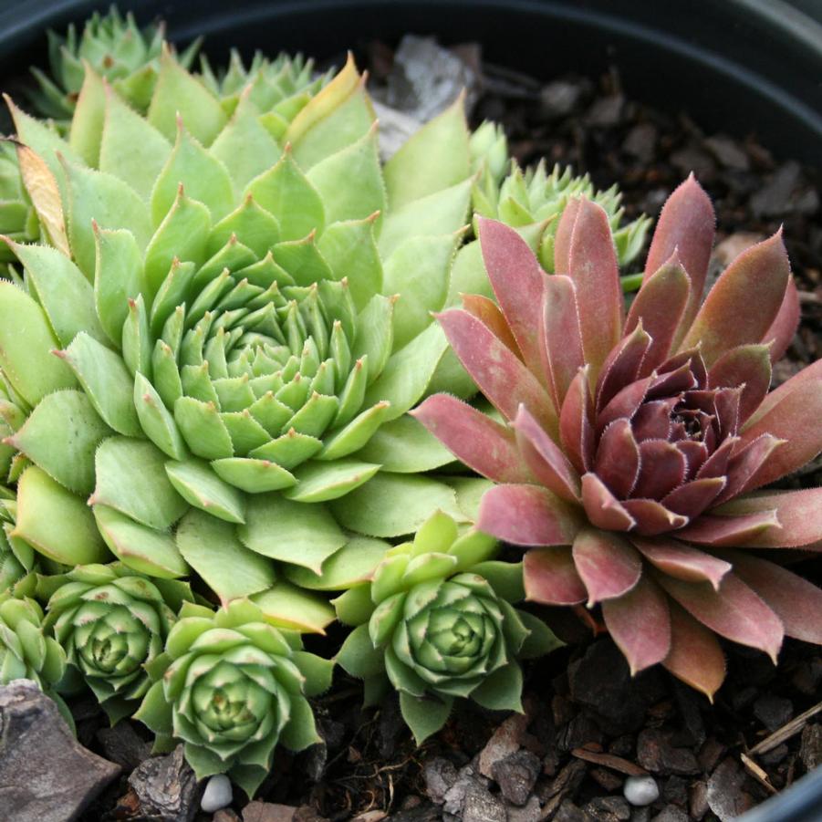 Sempervivum Mixed varieties