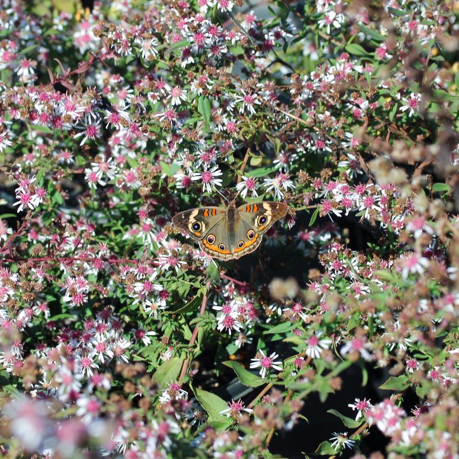 Aster (Symphyotrichum) laterifolium Lady in Black