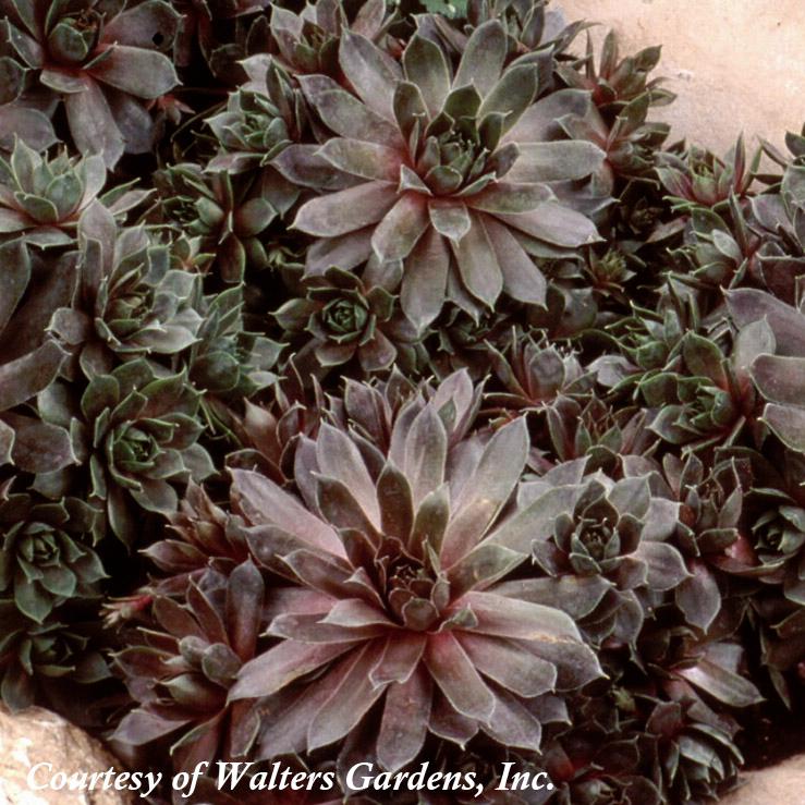 Sempervivum Silverine