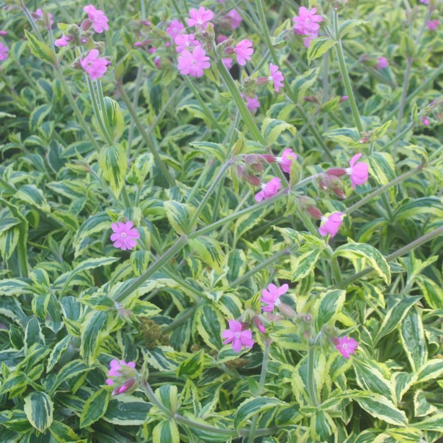 Silene dioica Clifford Moor