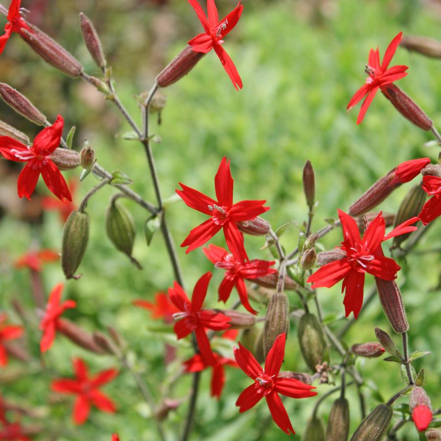 Silene virginica 