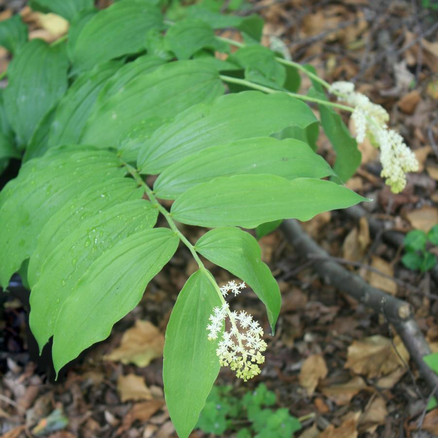 Smilacina (Maianthemum) racemosa 