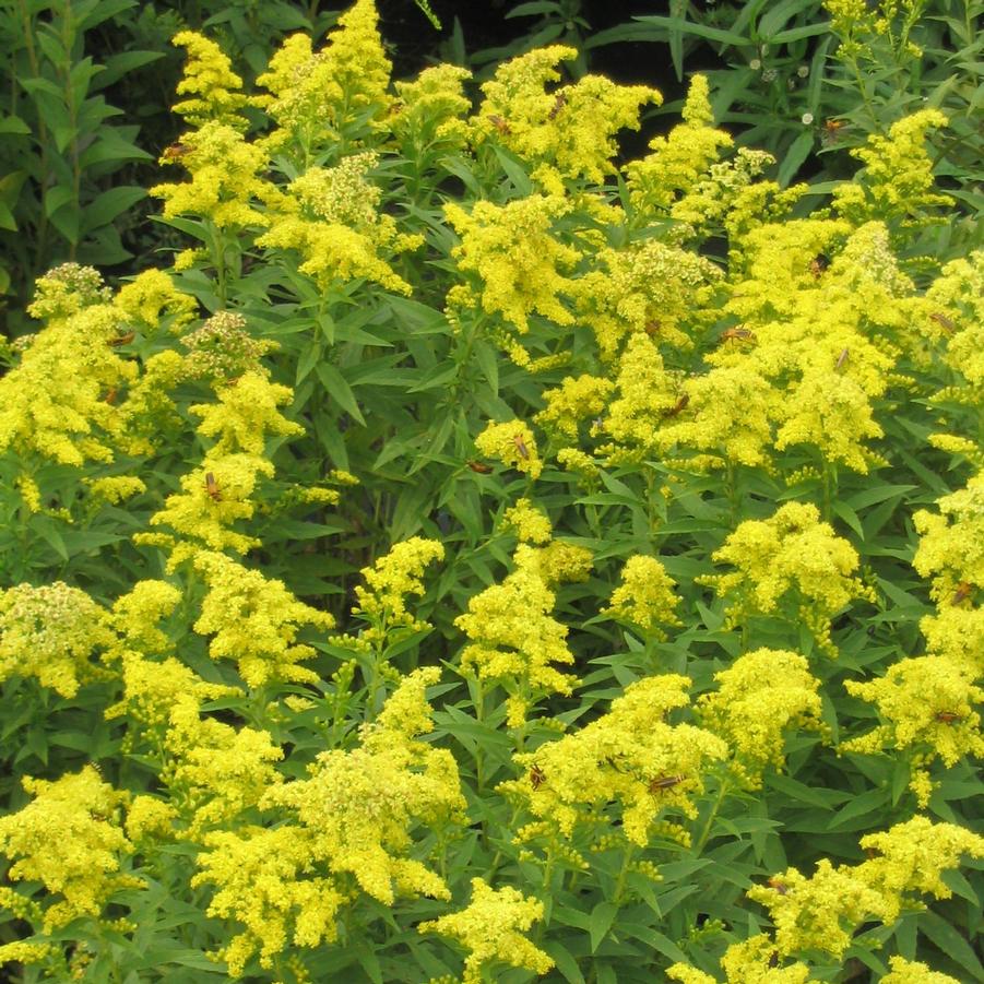 Solidago Little Lemon