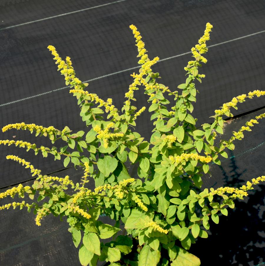 Solidago sphacelata Golden Fleece