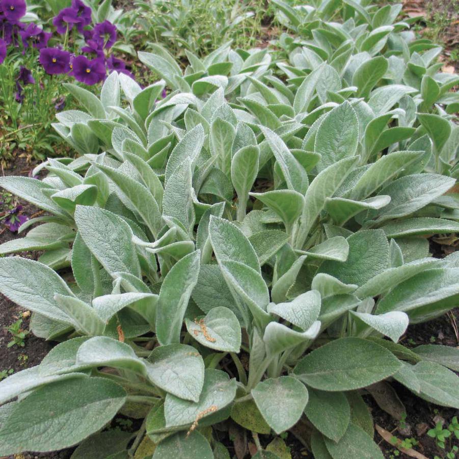 Stachys byzantina Big Ears