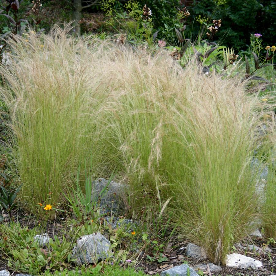 Stipa tenuissima Ponytails