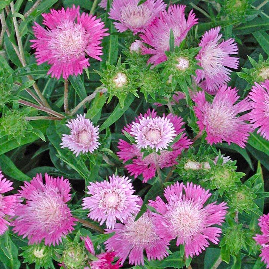 Stokesia laevis Color Wheel