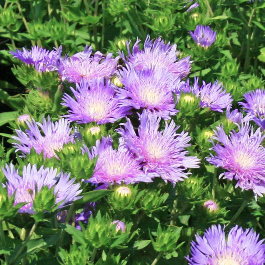 Stokesia laevis Peachie's Pick