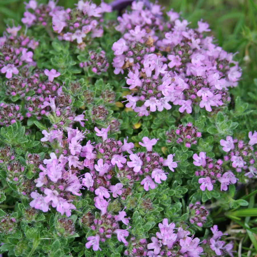 Thymus Bressingham