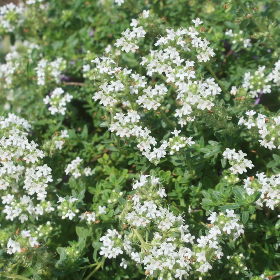 Thymus serpyllum Albiflorus