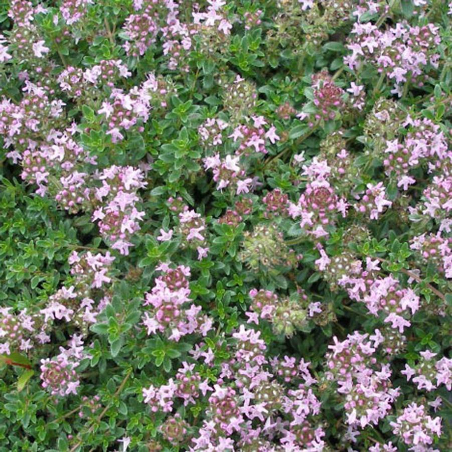 Thymus serpyllum Pink Chintz