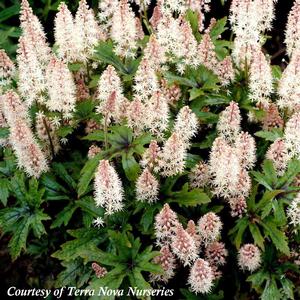 Tiarella Pink Skyrocket