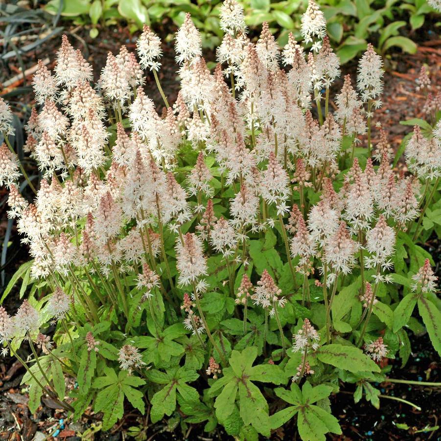 Tiarella Spring Symphony