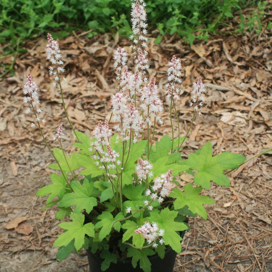 Tiarella cordifolia Oakleaf