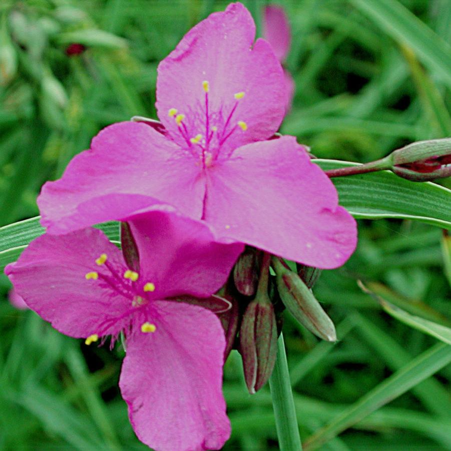 Tradescantia Red Grape