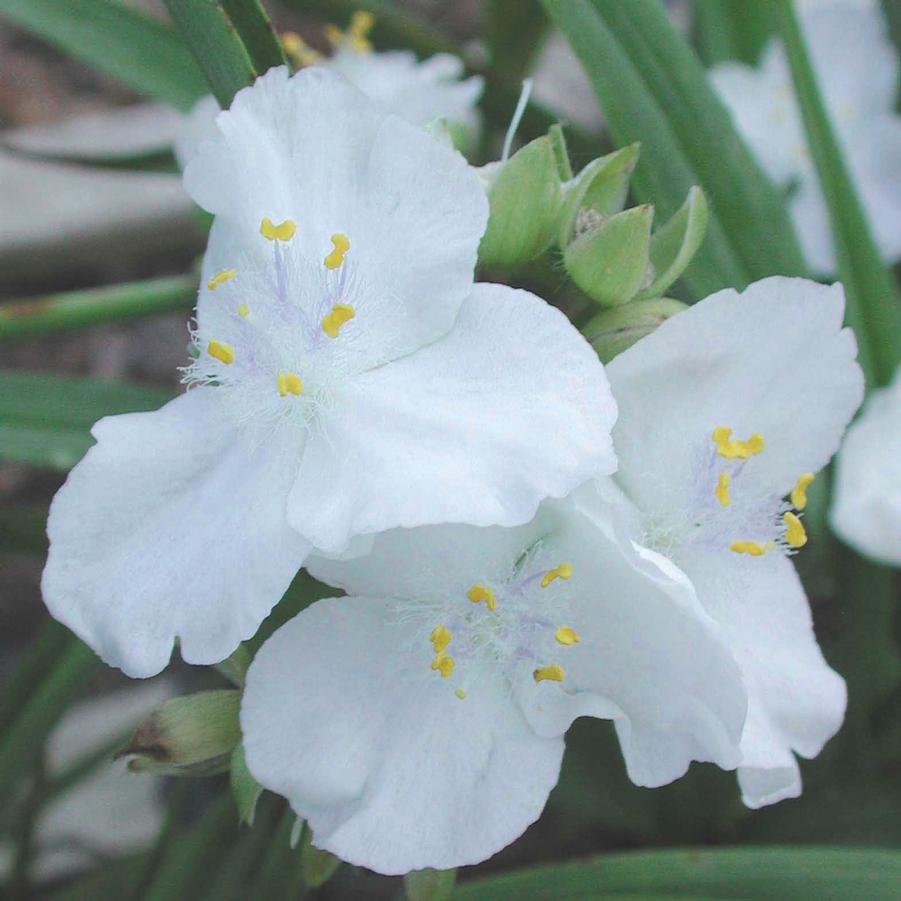 Tradescantia andersoniana Innocence