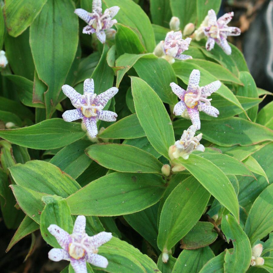 Tricyrtis hirta Miyazaki