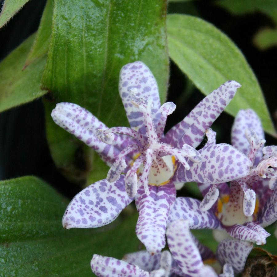 Tricyrtis hirta Moonlight