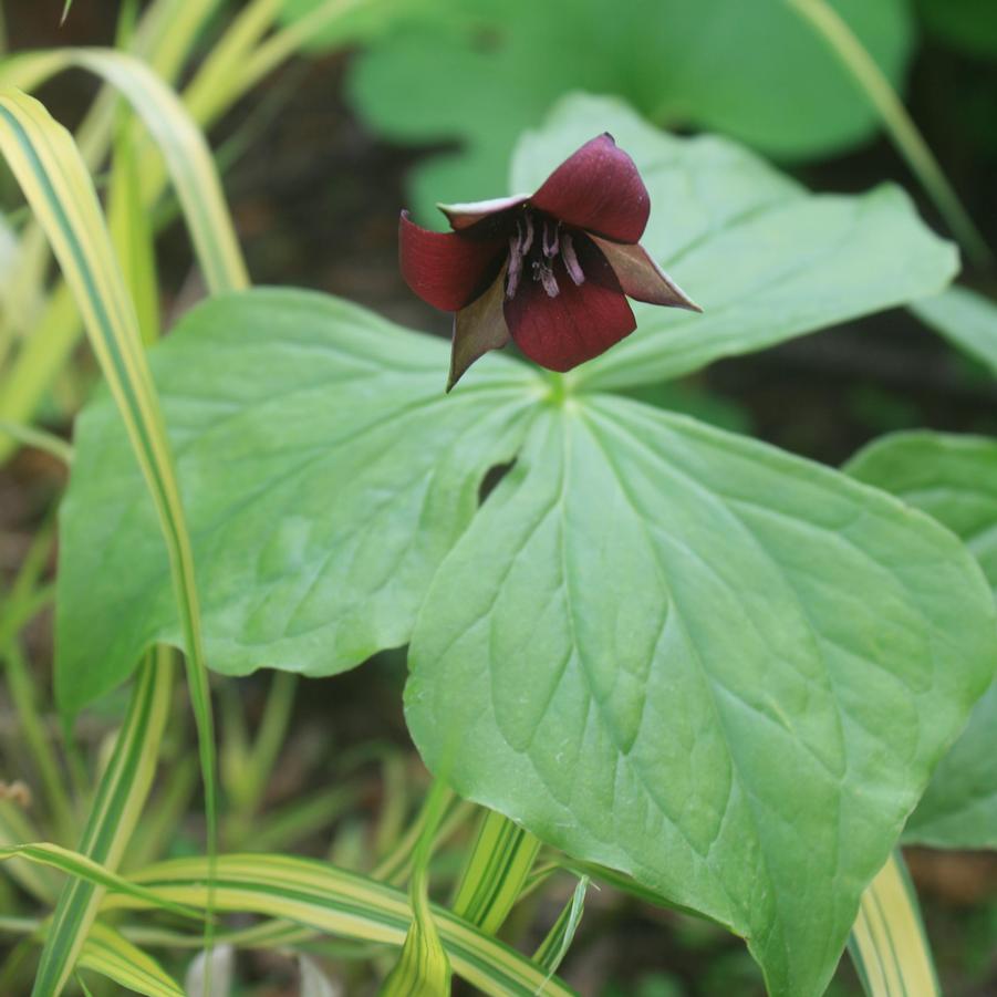 Trillium erectum 