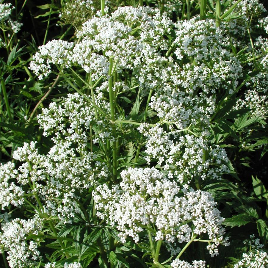 Valeriana Officinalis Garden Heliotrope