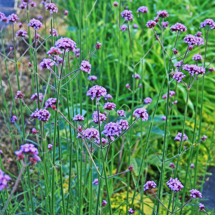 Verbena bonariensis 