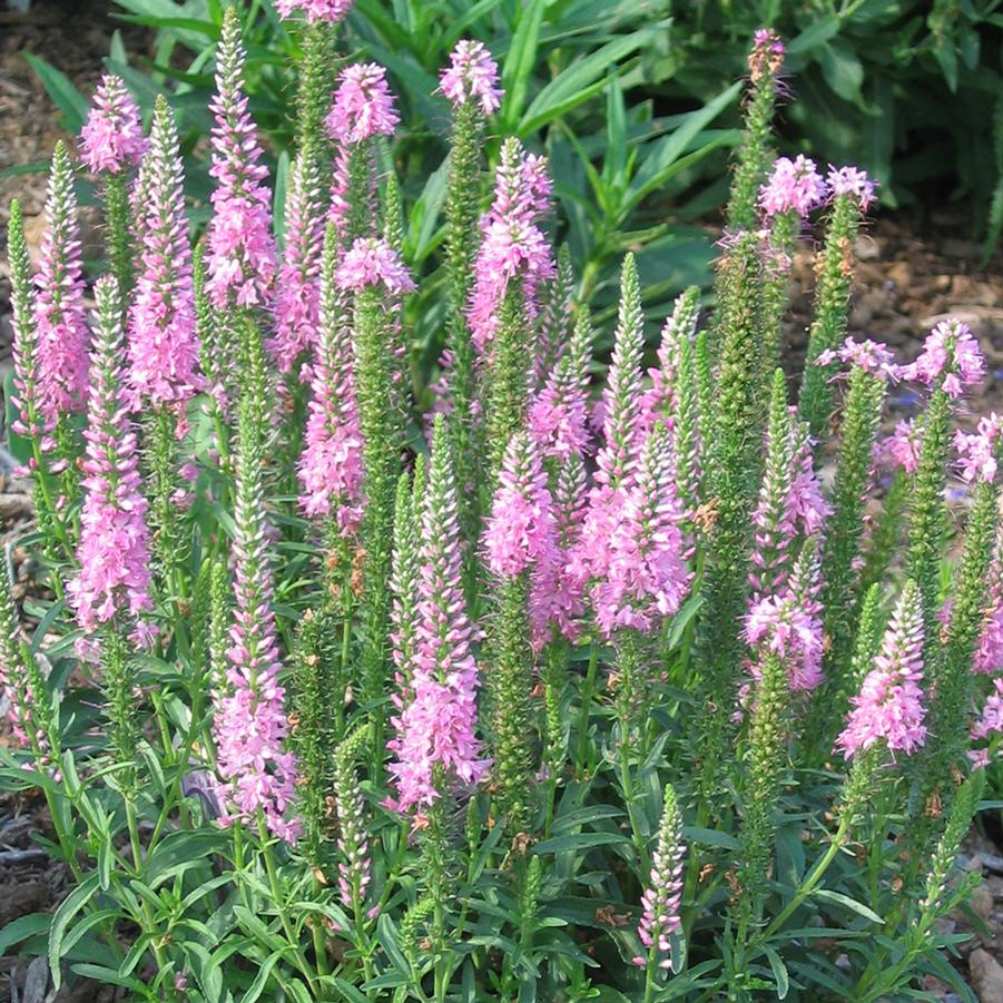 Veronica spicata Giles van Hees