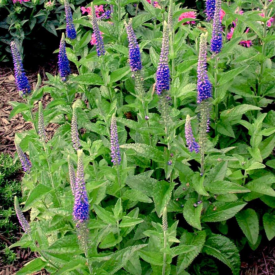 Veronica spicata Sunny Border Blue