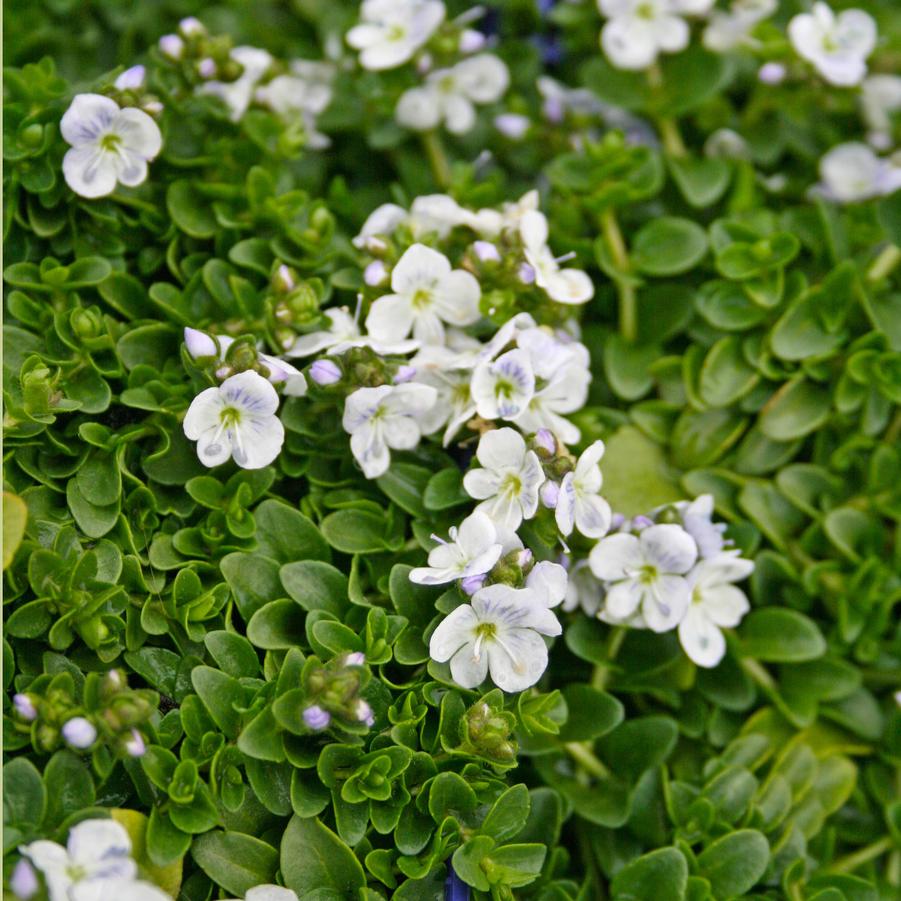 Veronica repens 