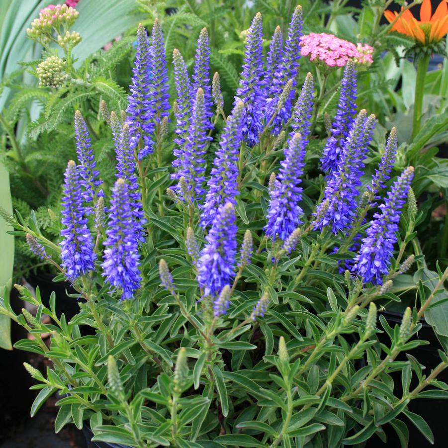 Veronica spicata Royal Candles