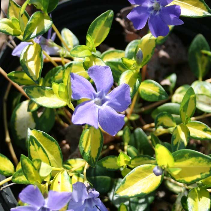 Vinca minor 'Illumination' Periwinkle from Sandy's Plants