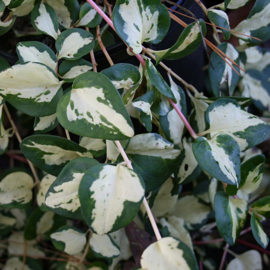 Vinca minor WoJo's Gem