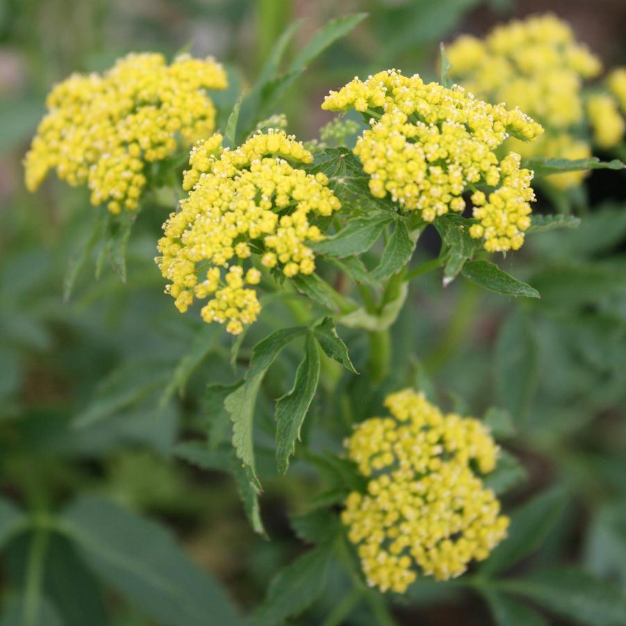 Zizia aurea Golden Alexander from Sandy's Plants