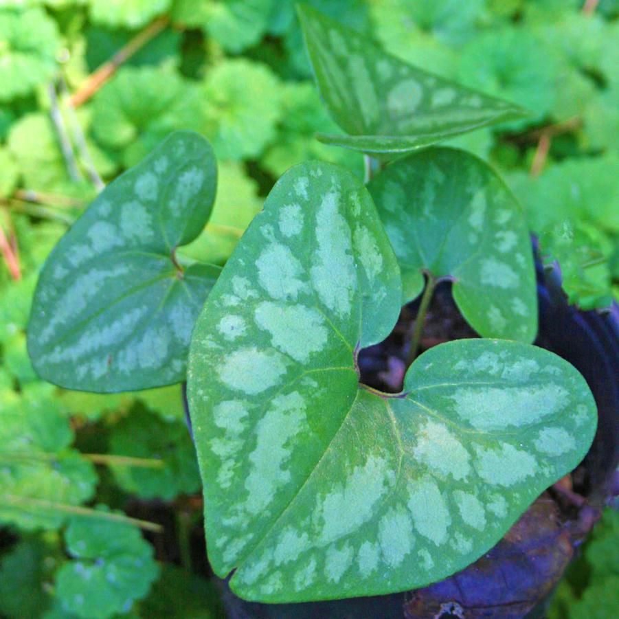 Asarum arifolium 