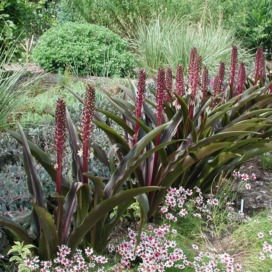 Eucomis comosa Sparkling Burgundy