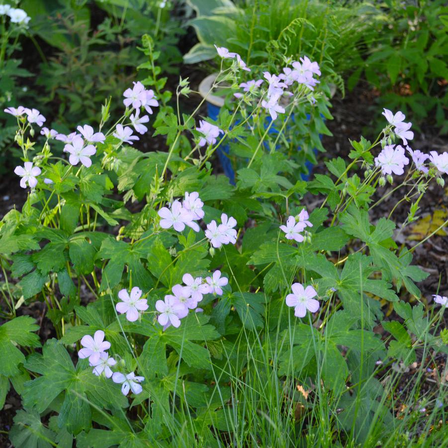 Geranium maculatum 