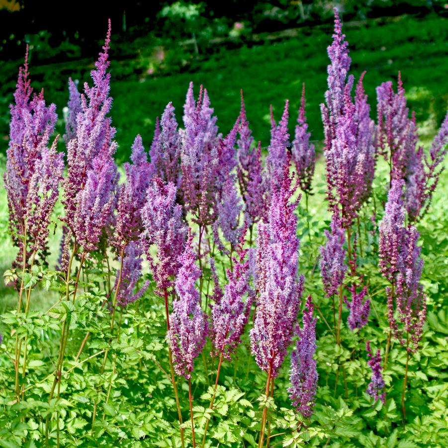 Astilbe chinensis Purpurkerze