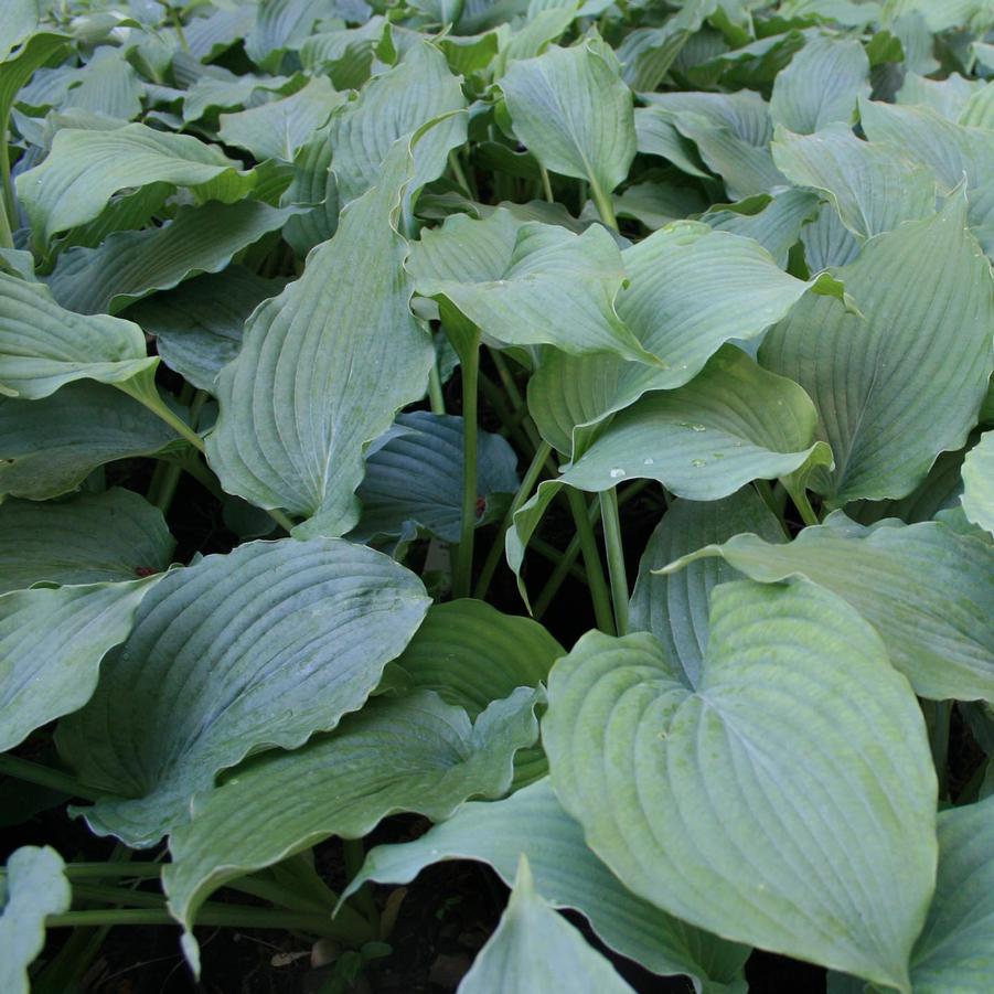 Hosta Queen of the Seas