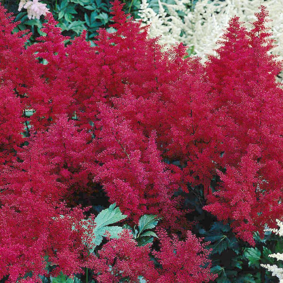 Astilbe japonica Montgomery