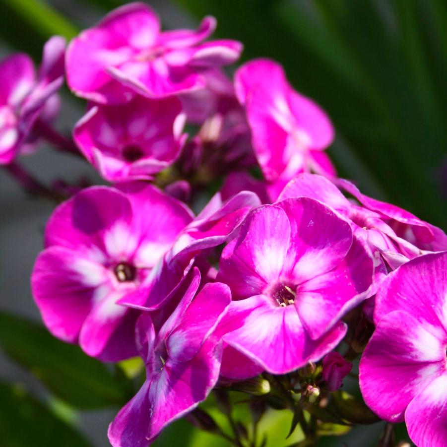 Phlox paniculata Laura