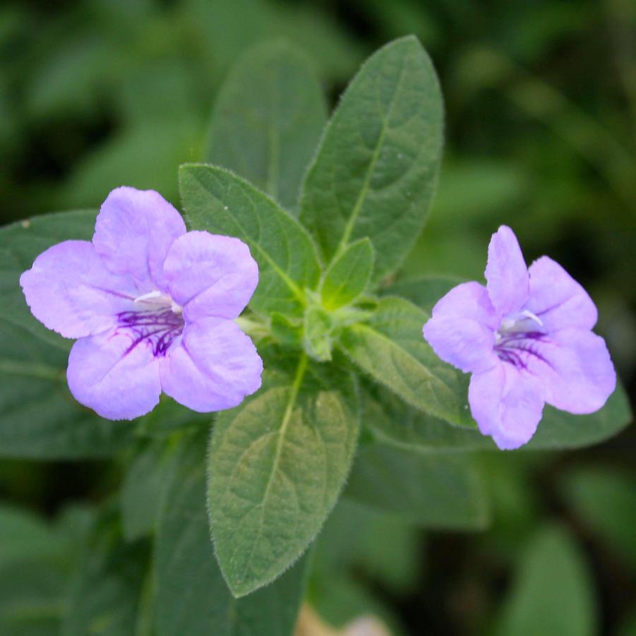 Ruellia humilis 