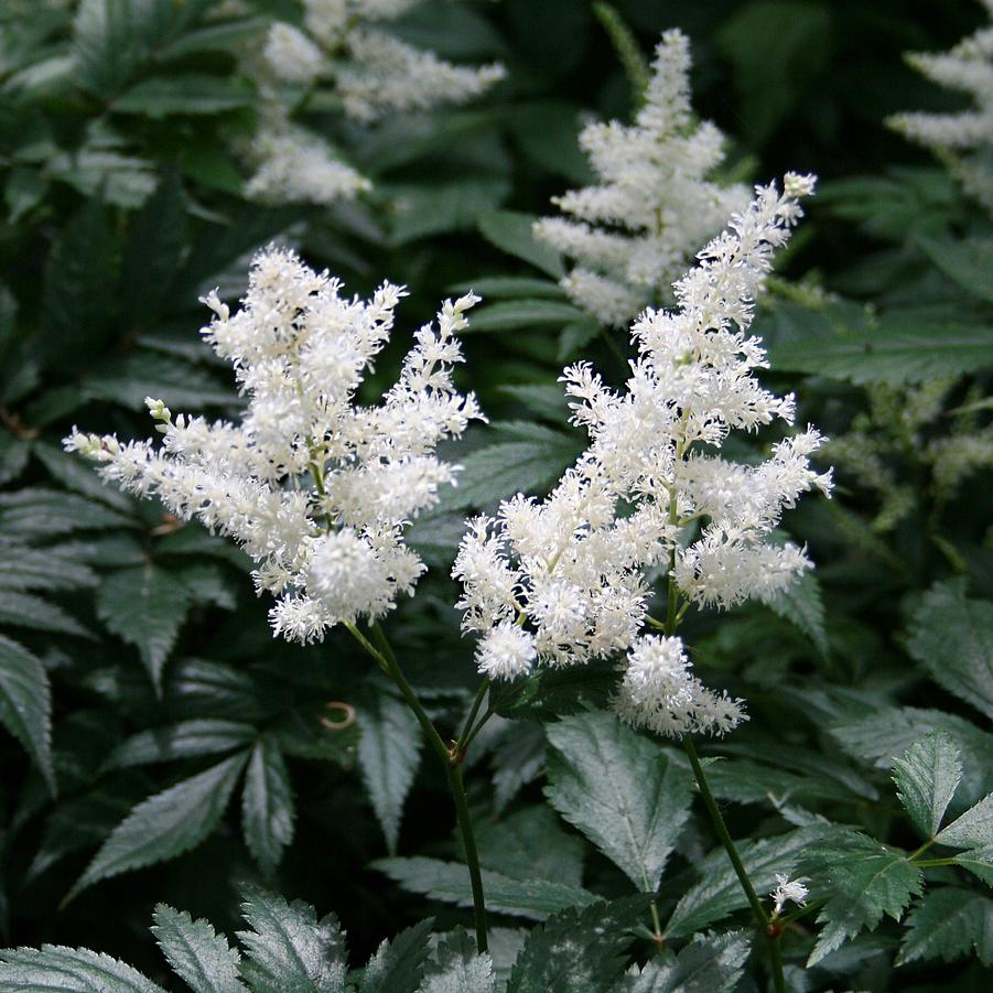 Astilbe arendsii Deutschland