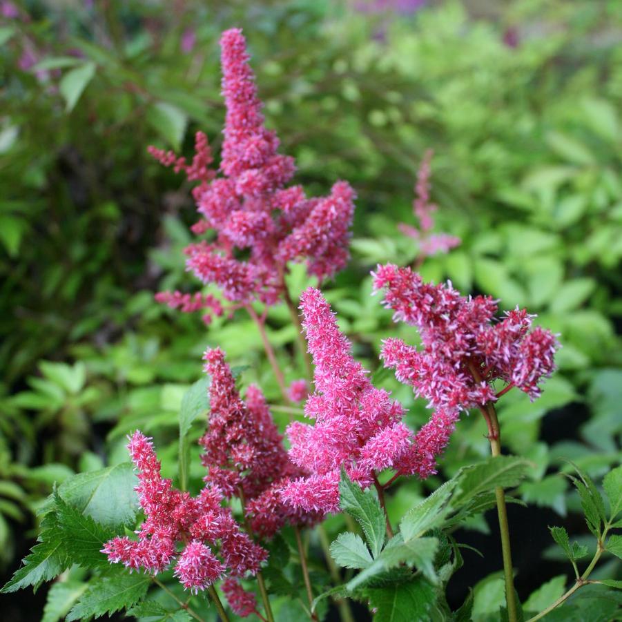 Astilbe arendsii Gloria Purpurea