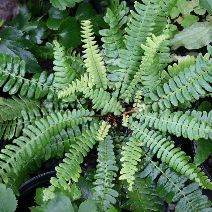 Blechnum spicant 