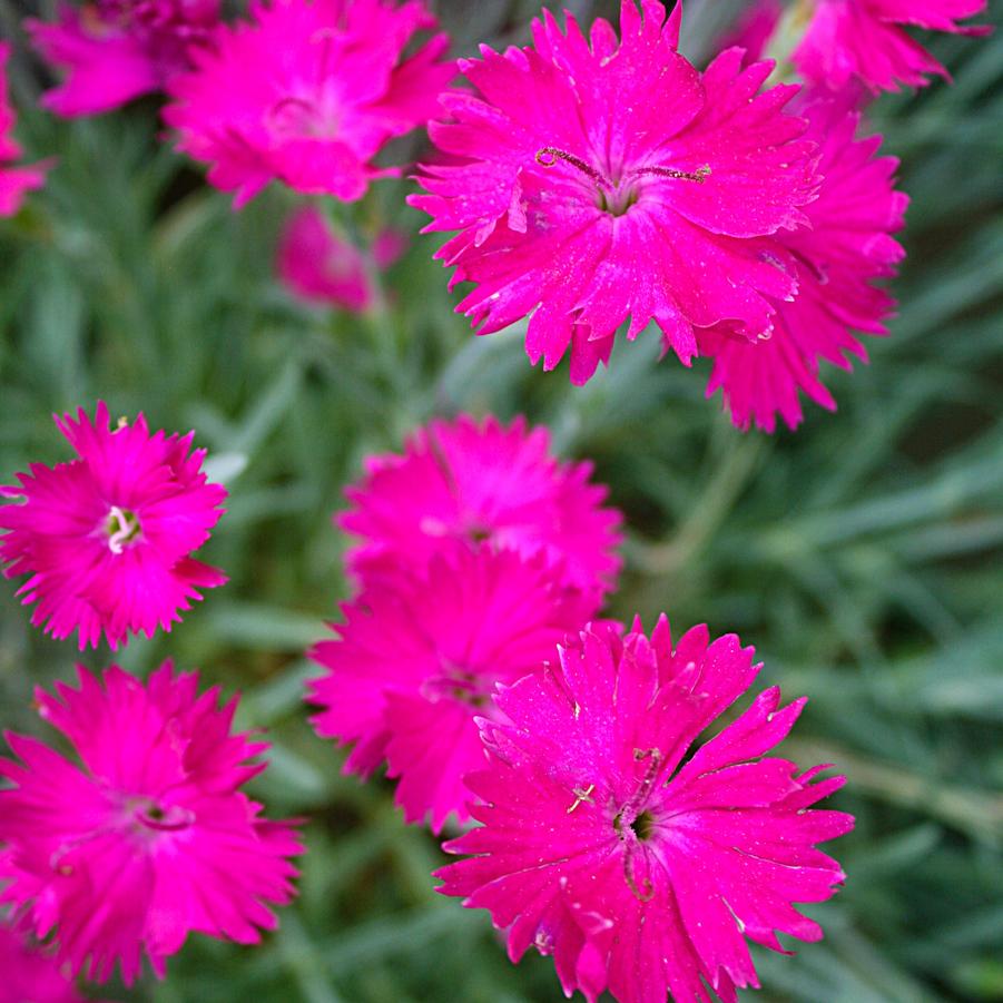 Dianthus Neon Star